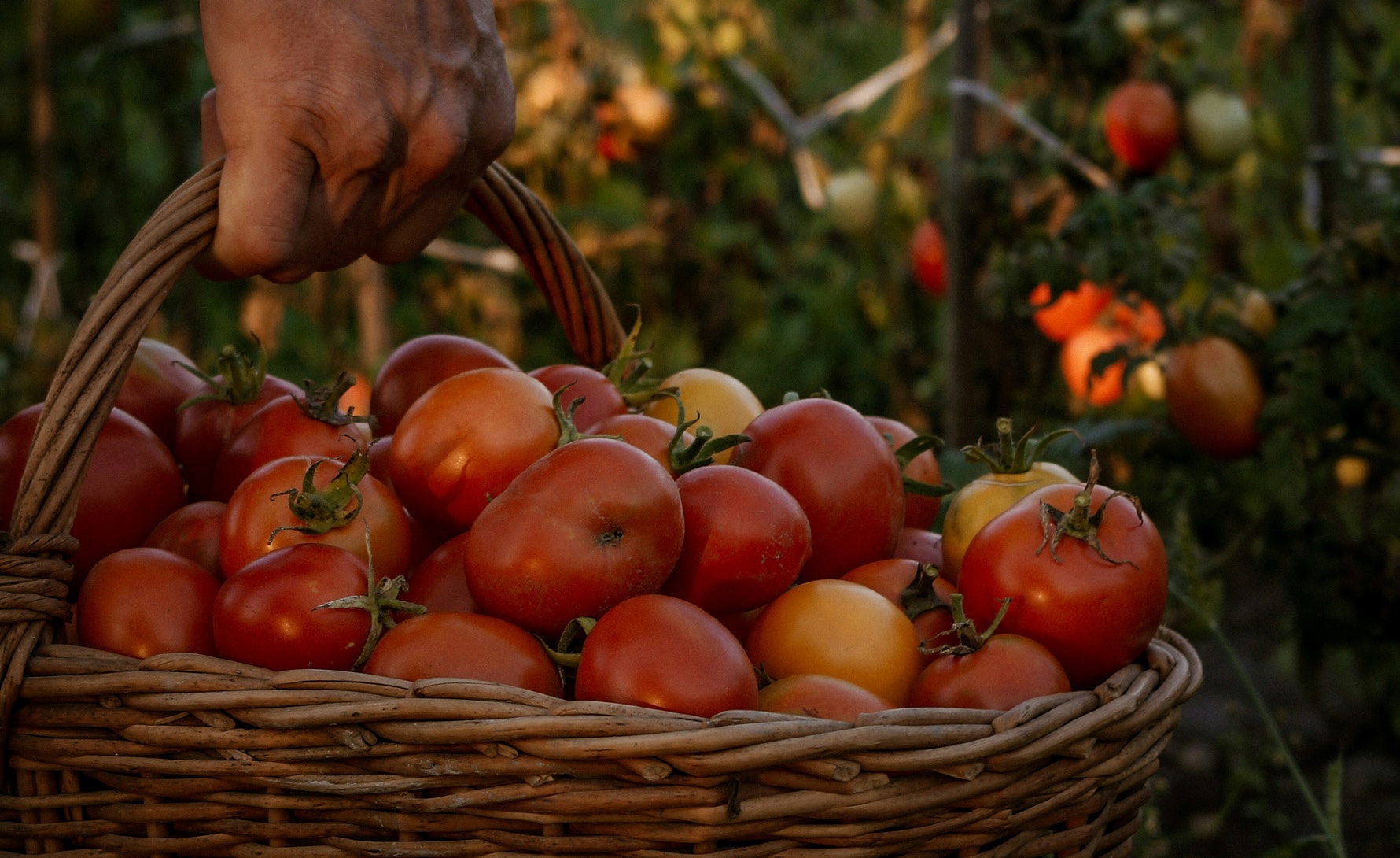 A basket of tomatoes from the garden