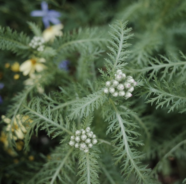 Green garden plants