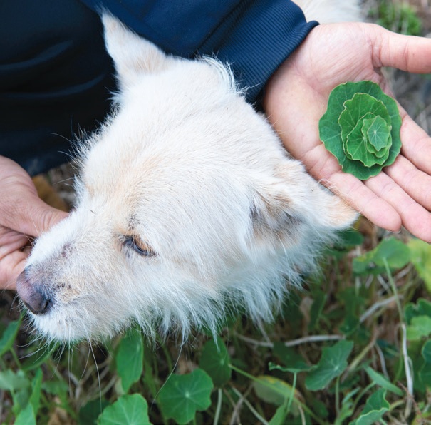 A dog and a hand holding a leaf